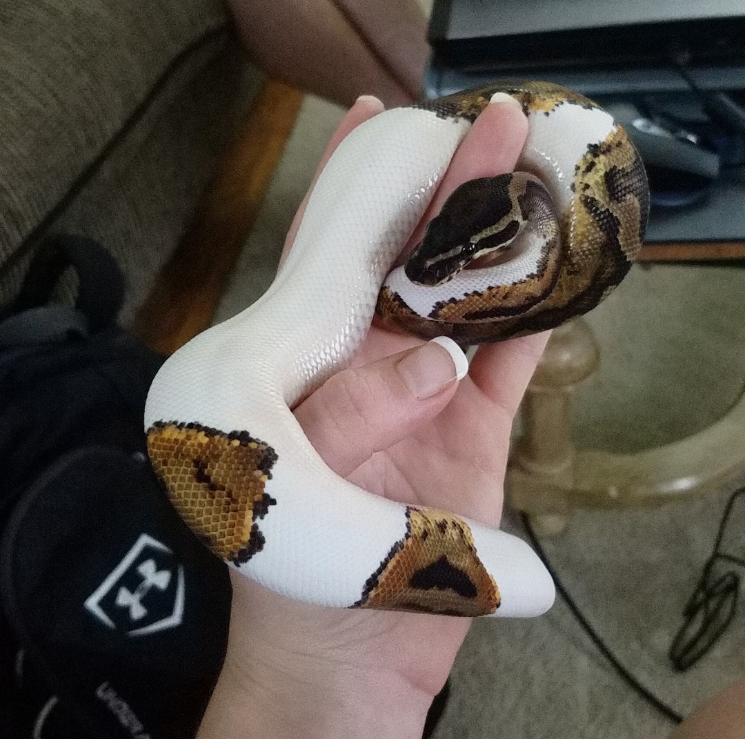 Male Piebald