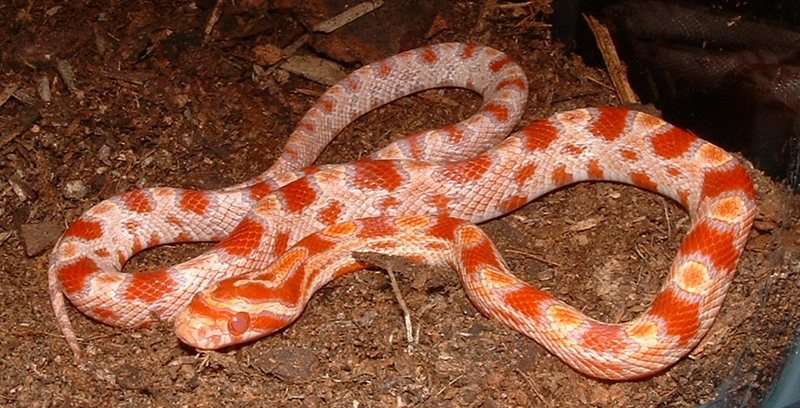 Fluorecent Orange Corn Snake