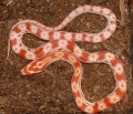 Fluorecent Orange Corn Snake