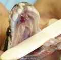 Oral lesion, closer view