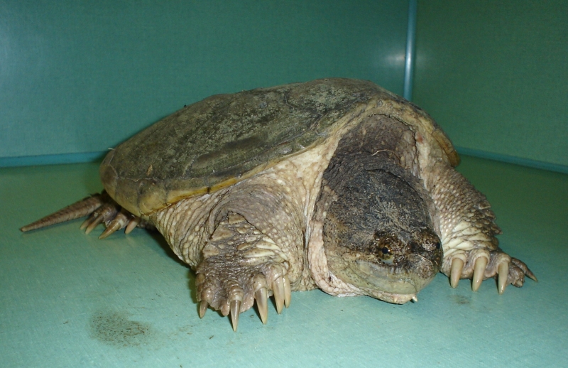 City turtle