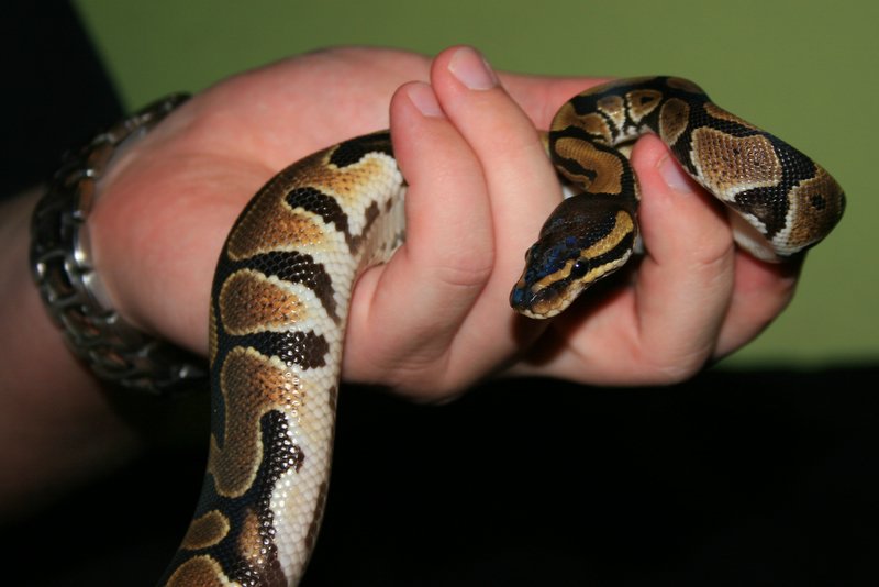 Naga