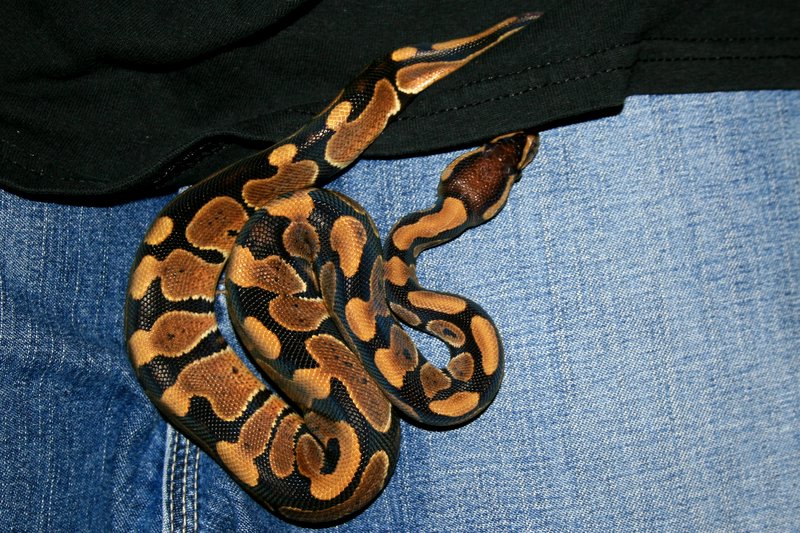 Naga