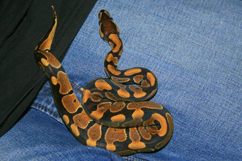 Naga