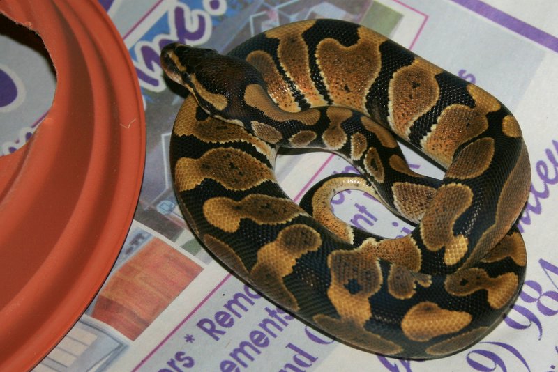 Naga