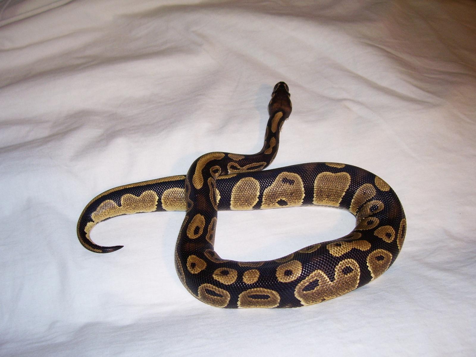 skinny1