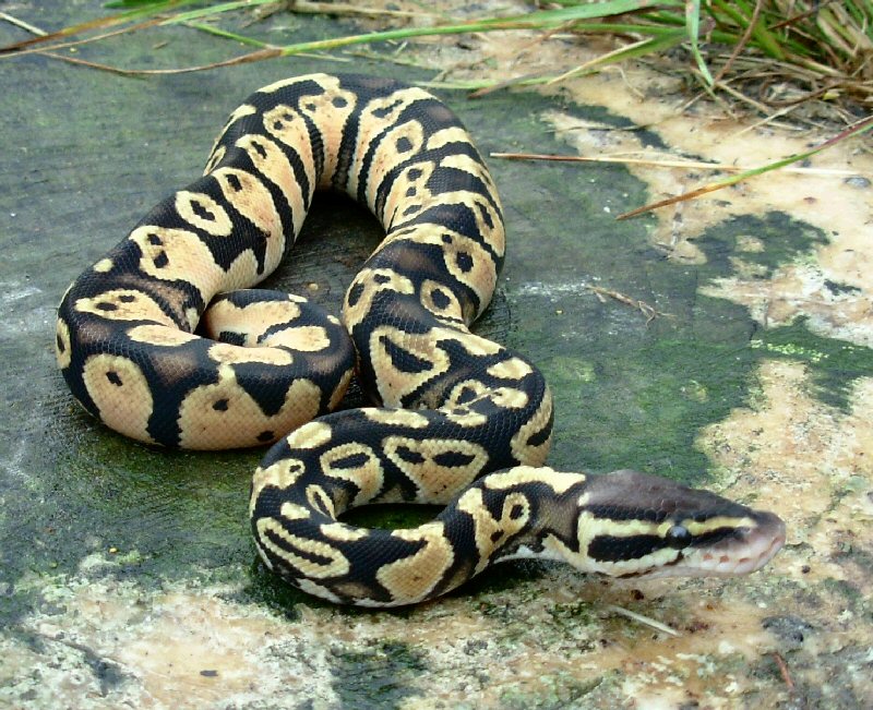 Ball Python Addiction