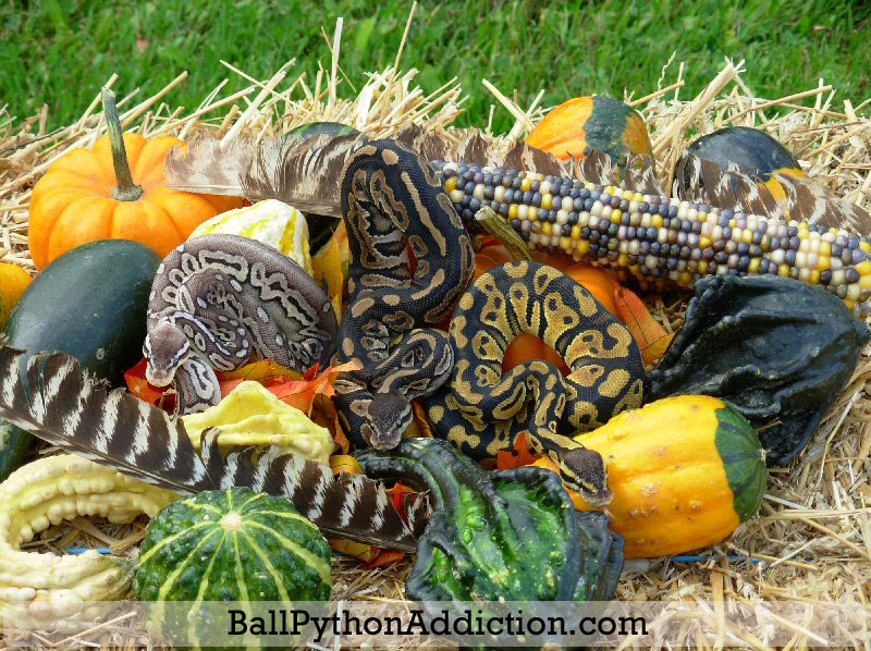 Fall Theme