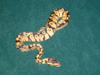 lemon1