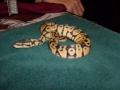 lemon5