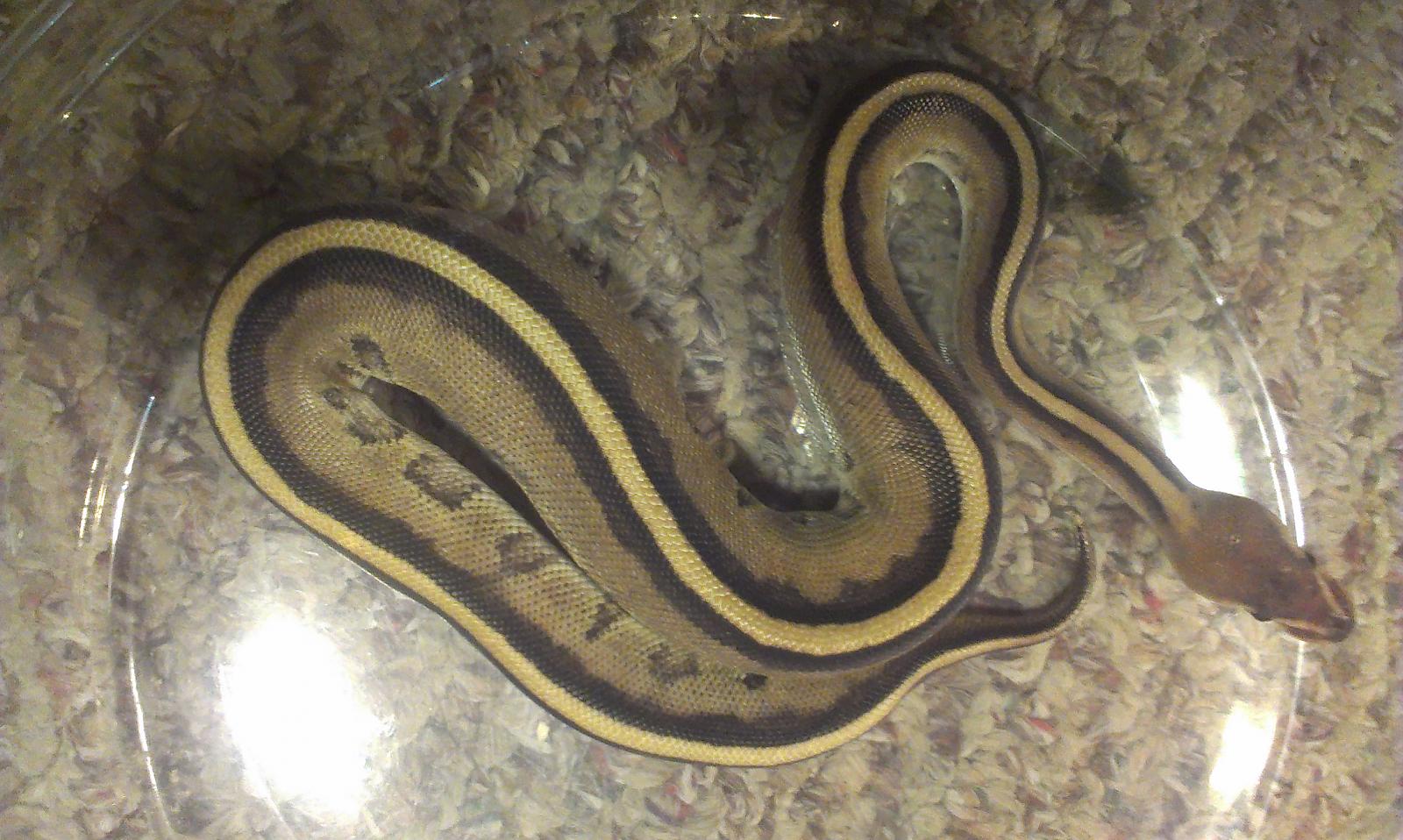 geneti stripe