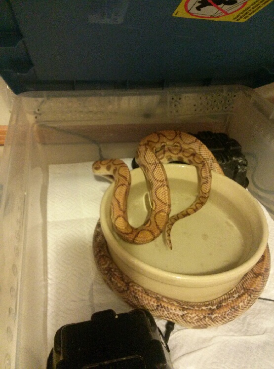 Rescued Hypo BRB