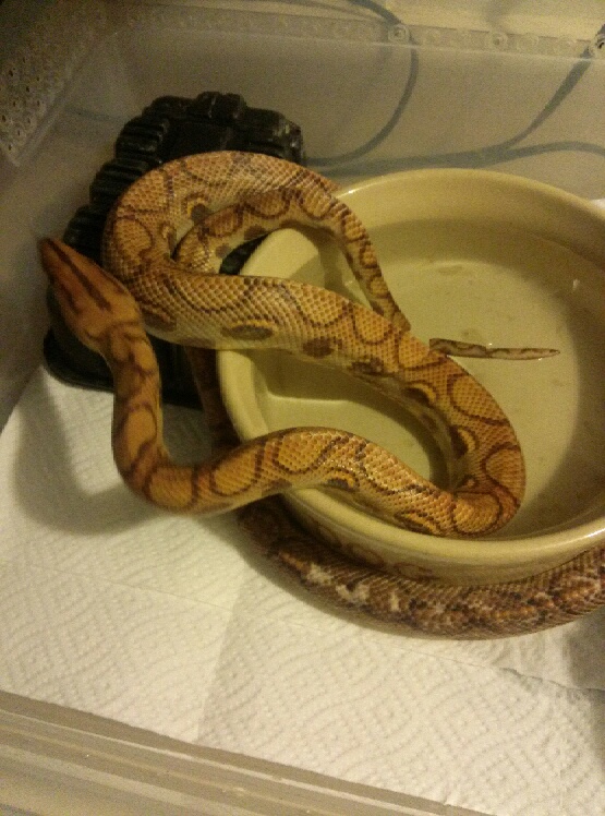 Rescued Hypo BRB
