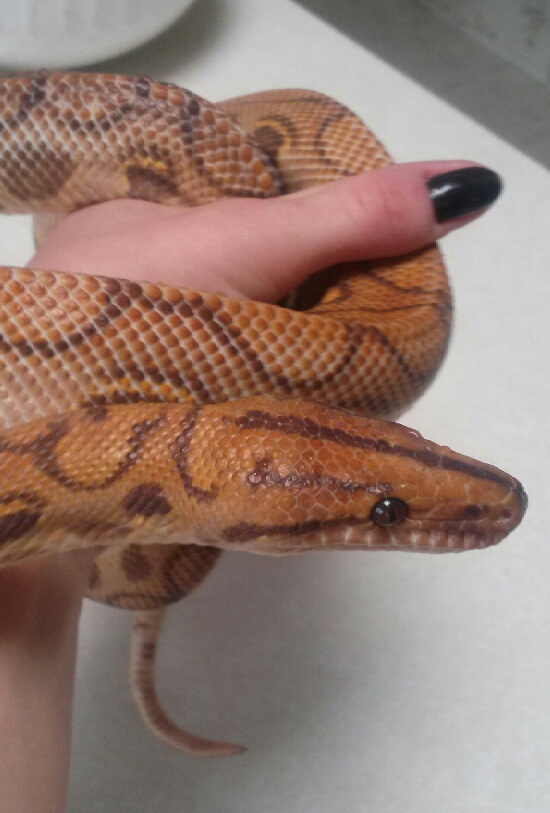 Rescued Hypo BRB