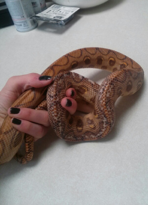 Rescued Hypo BRB