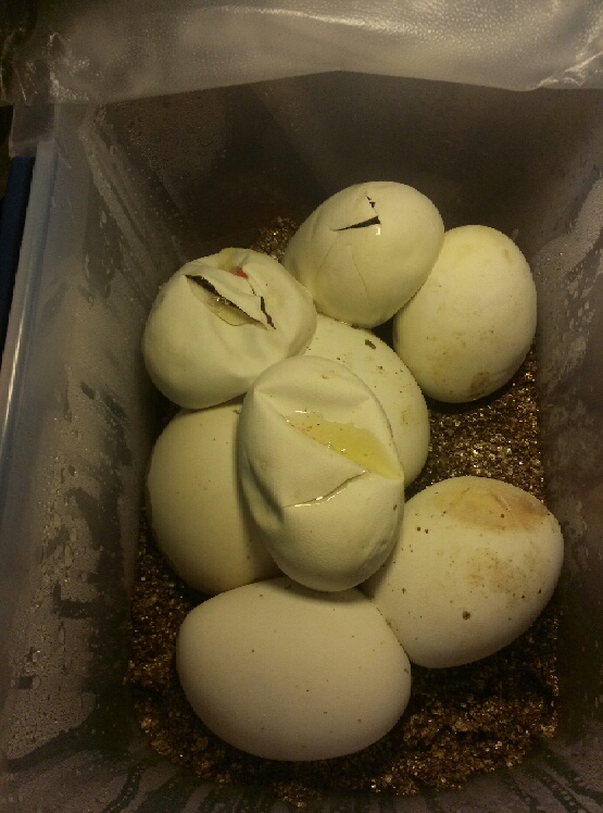 Pastel clutch cutting