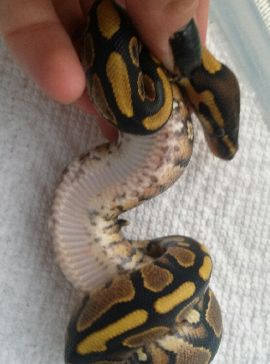 Yellowbellies without head spots