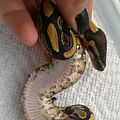 Yellowbellies without head spots