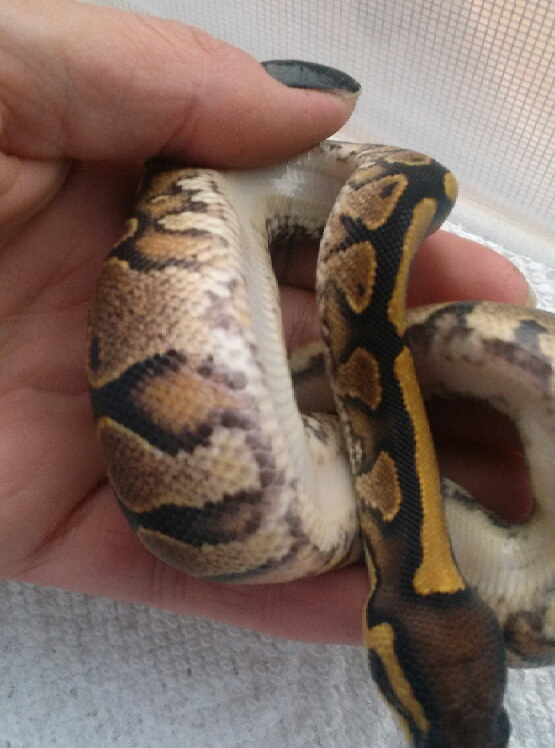 Yellowbellies without head spots