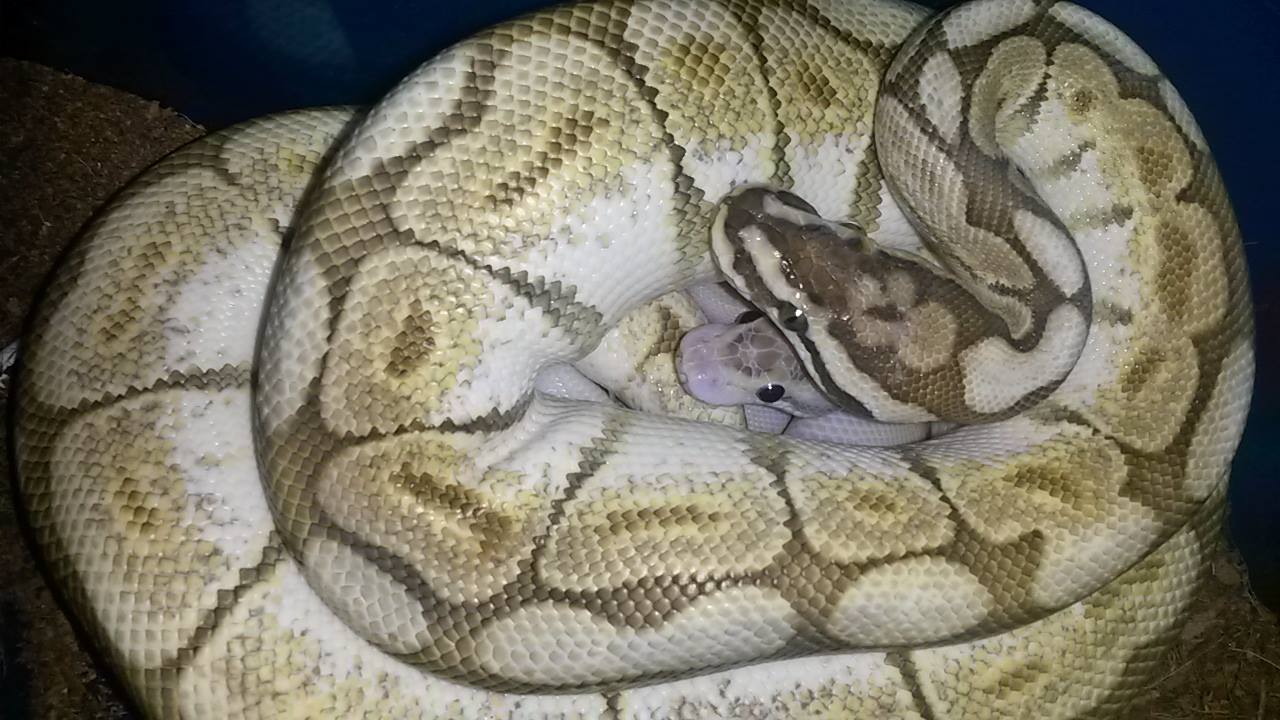 Cuddles while mom cleans our poops