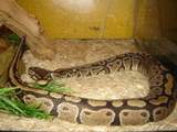 My Snake Tito