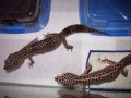 First leopard geckos