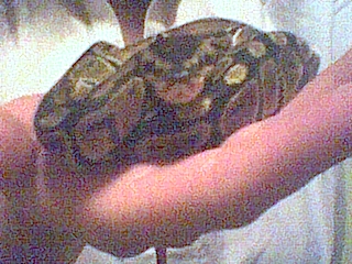 Juvenile Male Ball. Un-named, but truly loved and fondly known as Monty