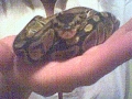 Juvenile Male Ball. Un-named, but truly loved and fondly known as Monty