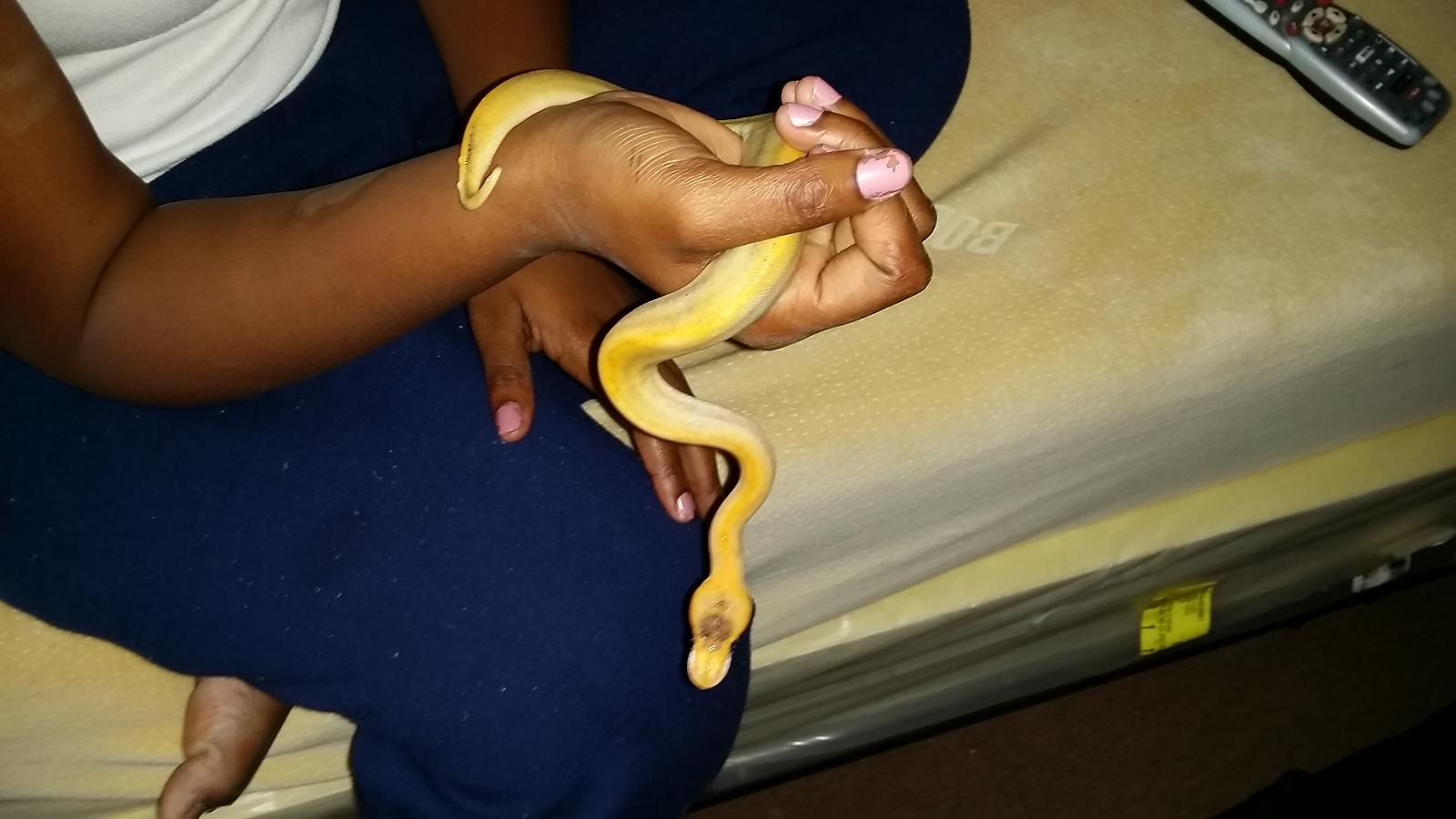 champagne het orange ghost female