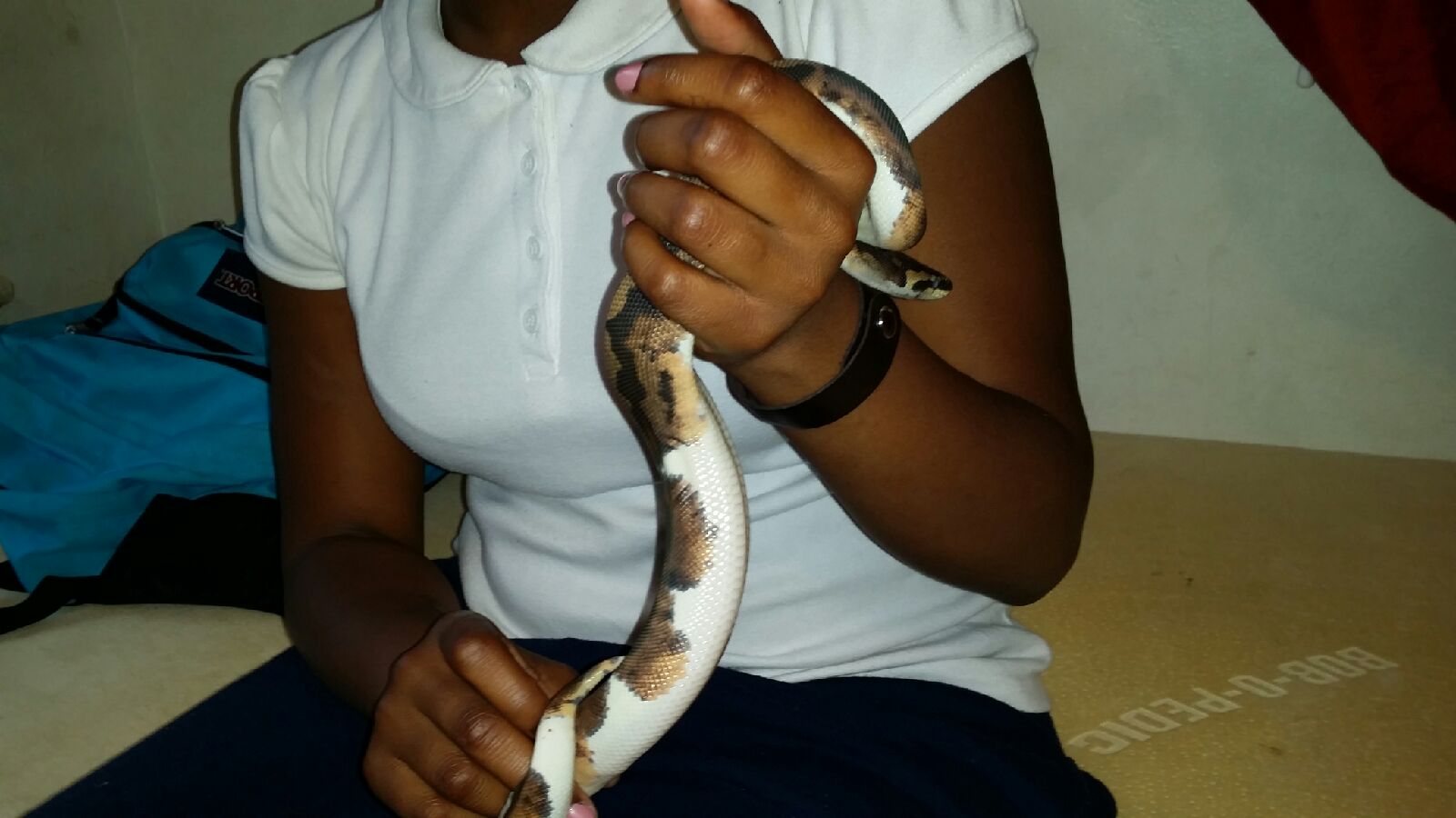 piebald male