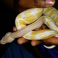 albino male