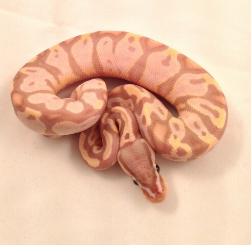pastel banana male
