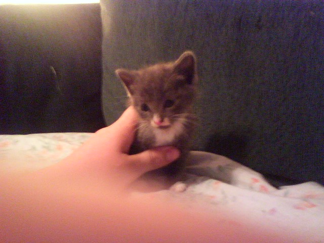 kitten