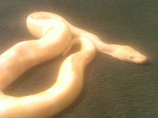 albino