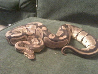 cal