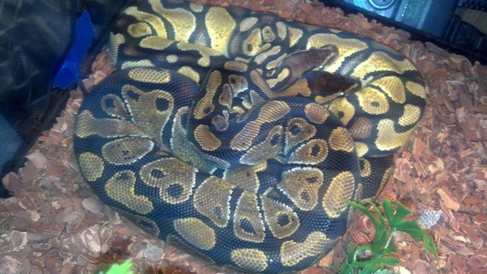 narcissus and phrixus snuggle