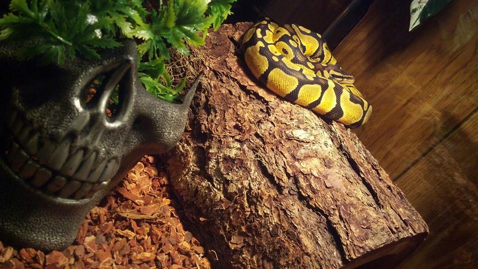 phrixus basking