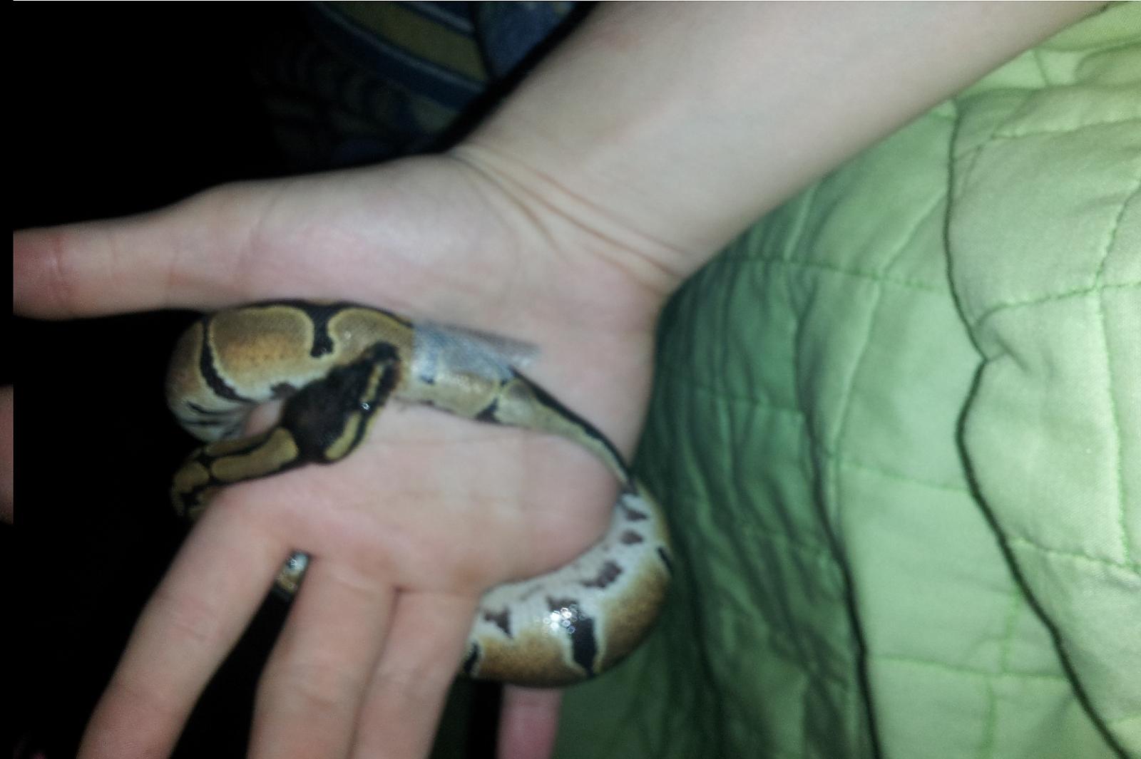 Steve's bad tail shed