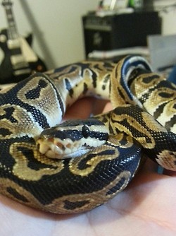 Salazar