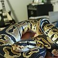 Salazar
