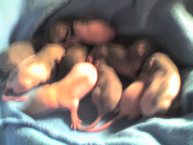 Rat Babies