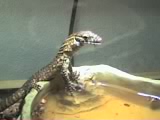 Izzi Eating in water