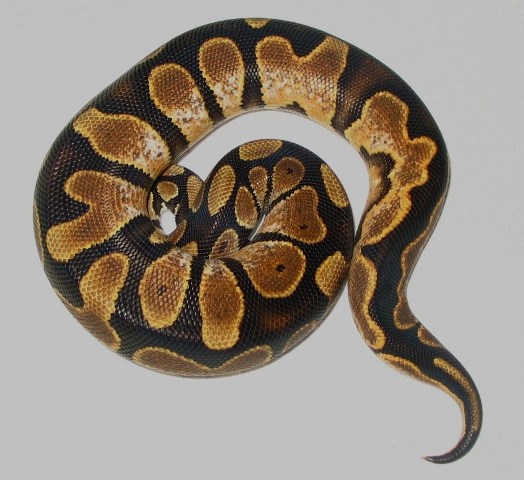 Morphs 013