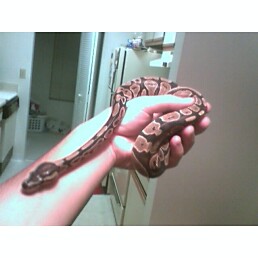 2ndfemaleballpython