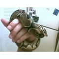 ballpython