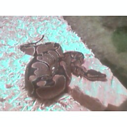 ballpythonbasking