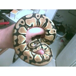 pastelballpython