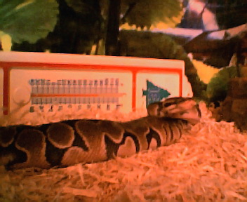 rebel,(ball-python)female