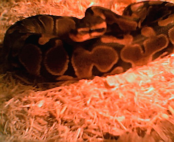 rebel,(ball-python)female