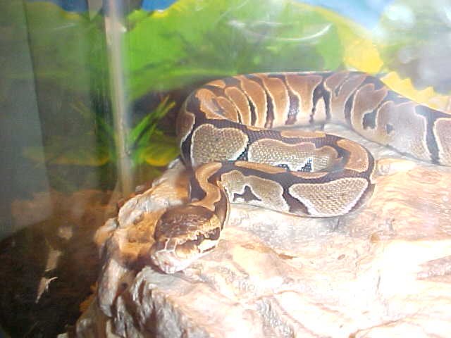 MY LIL GIRL